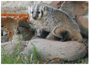 Lamar Badger 2 - Copyright MacNeil Lyons Images