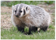 Lamar Badger 1 - Copyright MacNeil Lyons Images