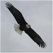 Soaring Bald Eagle - Copyright MacNeil Lyons Images