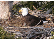 Bald Eagle Nest 1 - Copyright MacNeil Lyons Images