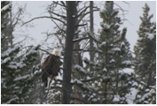 Bald Eagle Winterscape - Copyright MacNeil Lyons Images