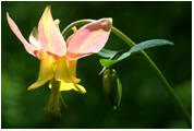 Columbine_2_Copyright_MacNeil_Lyons_Images