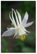 Columbine_2_Copyright_MacNeil_Lyons_Images