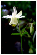 Columbine_1_Copyright_MacNeil_Lyons_Images