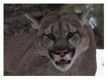 Cougar 2 - Copyright MacNeil Lyons Images