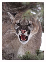 Cougar 3 - Copyright MacNeil Lyons Images