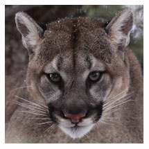 Cougar 6 - Copyright MacNeil Lyons Images
