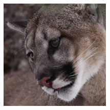 Cougar 7 - Copyright MacNeil Lyons Images