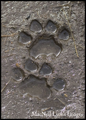 Cougar Tracks - Copyright MacNeil Lyons Images