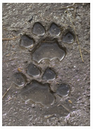 Cougar Tracks - Copyright MacNeil Lyons Images