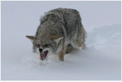 Coyote Snarl 4186 - Copyright MacNeil Lyons Images