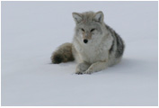 Coyote 4138 - Copyright MacNeil Lyons Images