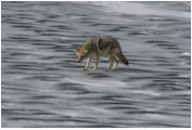 Coyote On Thin Ice - Copyright MacNeil Lyons Images