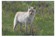 Spring Coyote - Copyright MacNeil Lyons Images