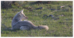 Coyote_Waiting_Game_Copyright_MacNeil_Lyons_Images