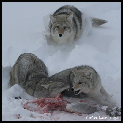 Coyotes & Trumpeter Swan - Copyright MacNeil Lyons Images