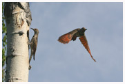 Parental_Flickers_Copyright_MacNeil_Lyons_Images
