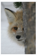 Fox Face - Copyright MacNeil Lyons Images
