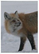 Half A Fox - Copyright MacNeil Lyons Images