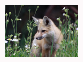 Fox Kit in Flowers - Copyright MacNeil Lyons Images