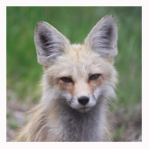 Pondering Fox - Copyright MacNeil Lyons Images
