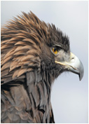 GoldenEagleFluffedUp_Copyright_MacNeil_Lyons_Images