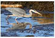 Great_Blue_Heron_Copyright_MacNeil_Lyons_Images