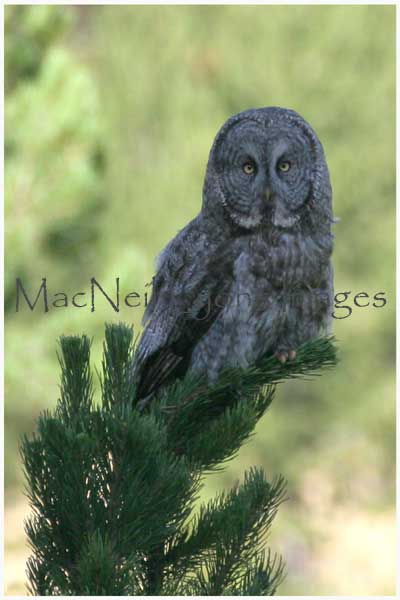 GreatGrayOwl_Copyright_MacNeil_Lyons_Images