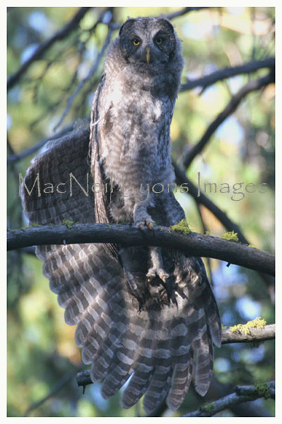 GreatGrayOwlBack_Copyright_MacNeil_Lyons_Images