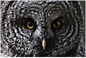 GreatGrayOwl-Stylized_Copyright_MacNeil_Lyons_Images