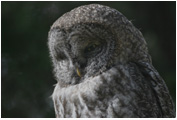 GreatGrayOwl-LazyDays_Copyright_MacNeil_Lyons_Images