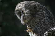 GreatGrayOwl-Scratch_Copyright_MacNeil_Lyons_Images