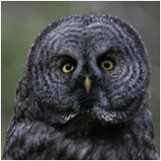 GreatGrayOwl-StareDown_Copyright_MacNeil_Lyons_Images