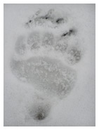 Grizzly_Bear_Track_Copyright_MacNeil_Lyons_Images