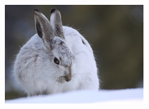 White-tailed Jackrabbit 1 - Copyright MacNeil Lyons Images