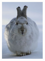 White-tailed Jackrabbit 2 - Copyright MacNeil Lyons Images