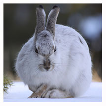 White-tailed Jackrabbit 3 - Copyright MacNeil Lyons Images