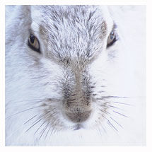 White-tailed Jackrabbit 4 - Copyright MacNeil Lyons Images