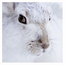White-tailed Jackrabbit 5 - Copyright MacNeil Lyons Images
