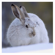 White-tailed Jackrabbit 6 - Copyright MacNeil Lyons Images