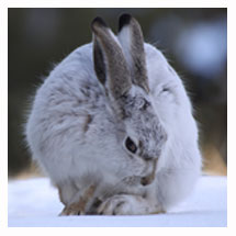 White-tailed Jackrabbit 7 - Copyright MacNeil Lyons Images