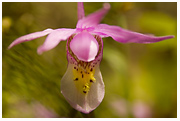 Fairy Slipper - Copyright MacNeil Lyons Images