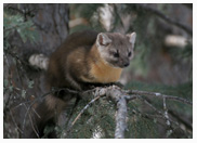 Chillin Pine Marten - Copyright MacNeil Lyons Images