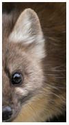 Eye of the Marten - Copyright MacNeil Lyons Images