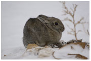 Mountain Cottontail Rabbit - Copyright MacNeil Lyons Images
