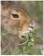 Snowshoe Hare - copyright MacNeil Lyons Images