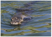 Trout Lake Otters - Copyright MacNeil Lyons Images