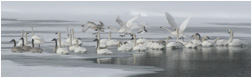 Trumpeter Swans - Copyright MacNeil Lyons Images