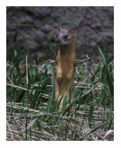 Long-tailed Weasel 1 - Copyright MacNeil Lyons Images