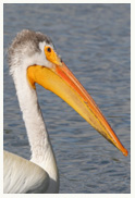 White_Pelican_Profile_Copyright_MacNeil_Lyons_Images